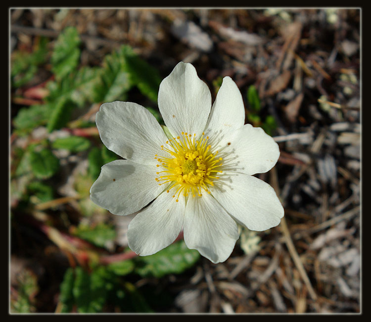 Изображение особи Dryas punctata.