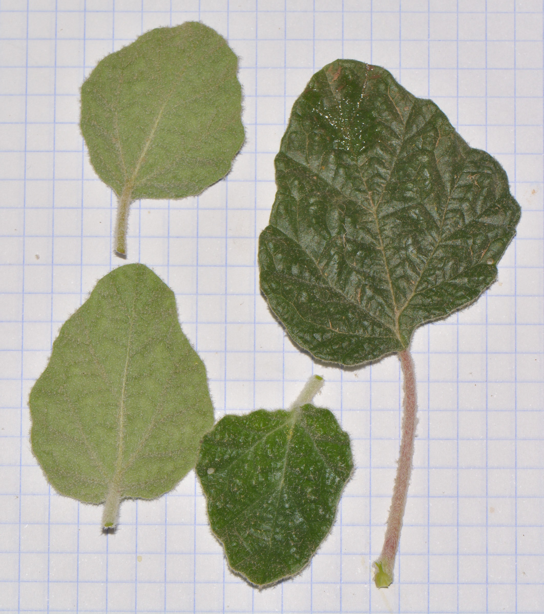 Изображение особи Chrozophora plicata.