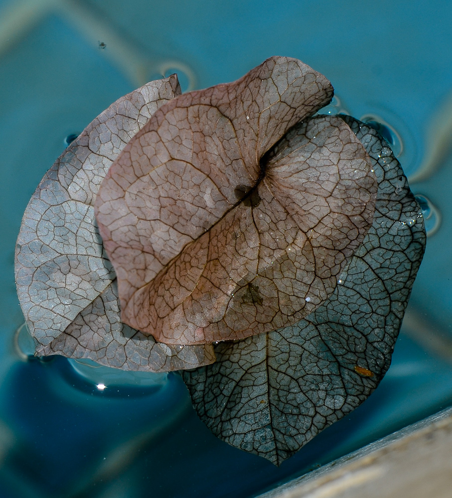 Изображение особи род Bougainvillea.