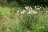 Cirsium vulgare