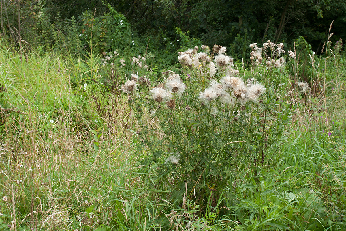Image of Cirsium vulgare specimen.