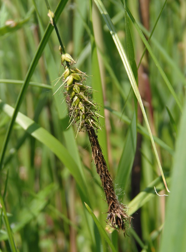 Изображение особи Carex riparia.