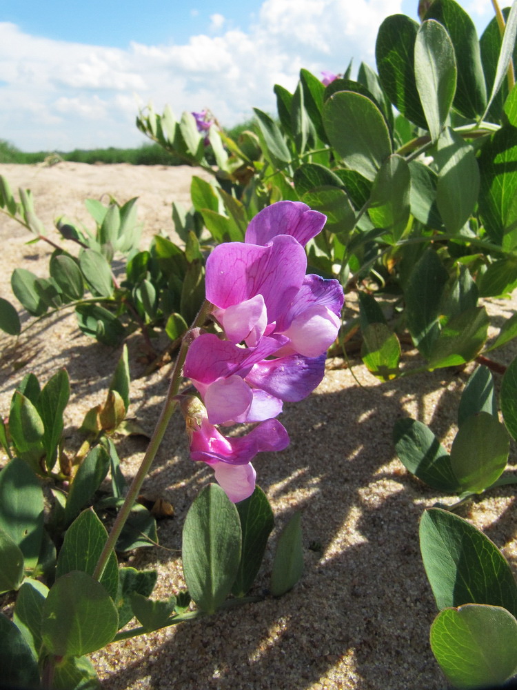 Изображение особи Lathyrus japonicus ssp. pubescens.