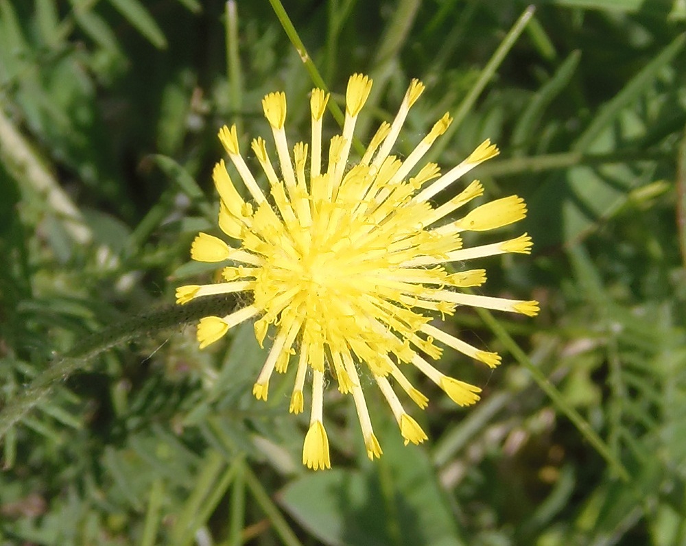 Изображение особи Pilosella officinarum.