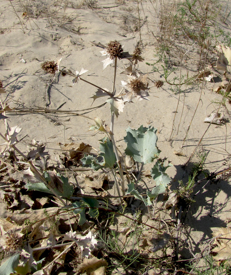 Image of Eryngium maritimum specimen.