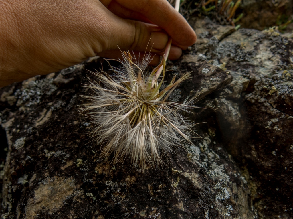 Image of Scorzonera radiata specimen.