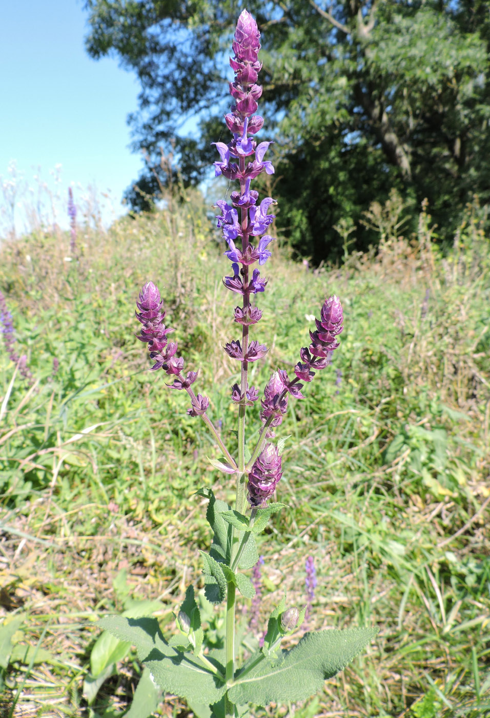 Изображение особи Salvia nemorosa.