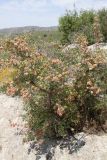 Atraphaxis pyrifolia. Плодоносящее растение. Узбекистан, Кашкадарьинская обл., Китабский р-н, перевал Тахтакарача, 1650 м н.у.м. 31 мая 2013 г.
