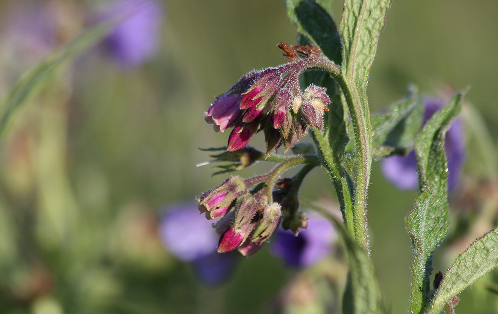 Image of Symphytum officinale specimen.