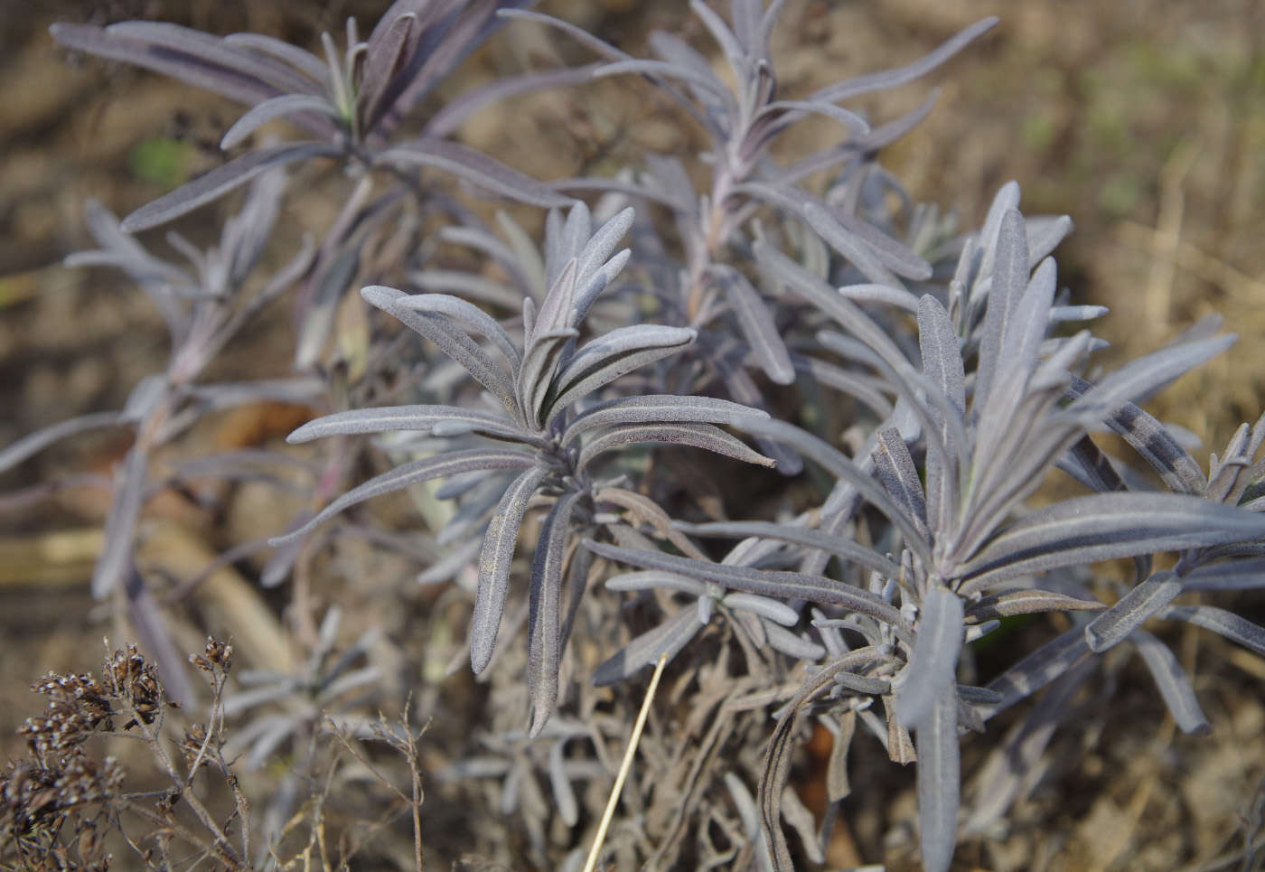 Изображение особи Lavandula angustifolia.