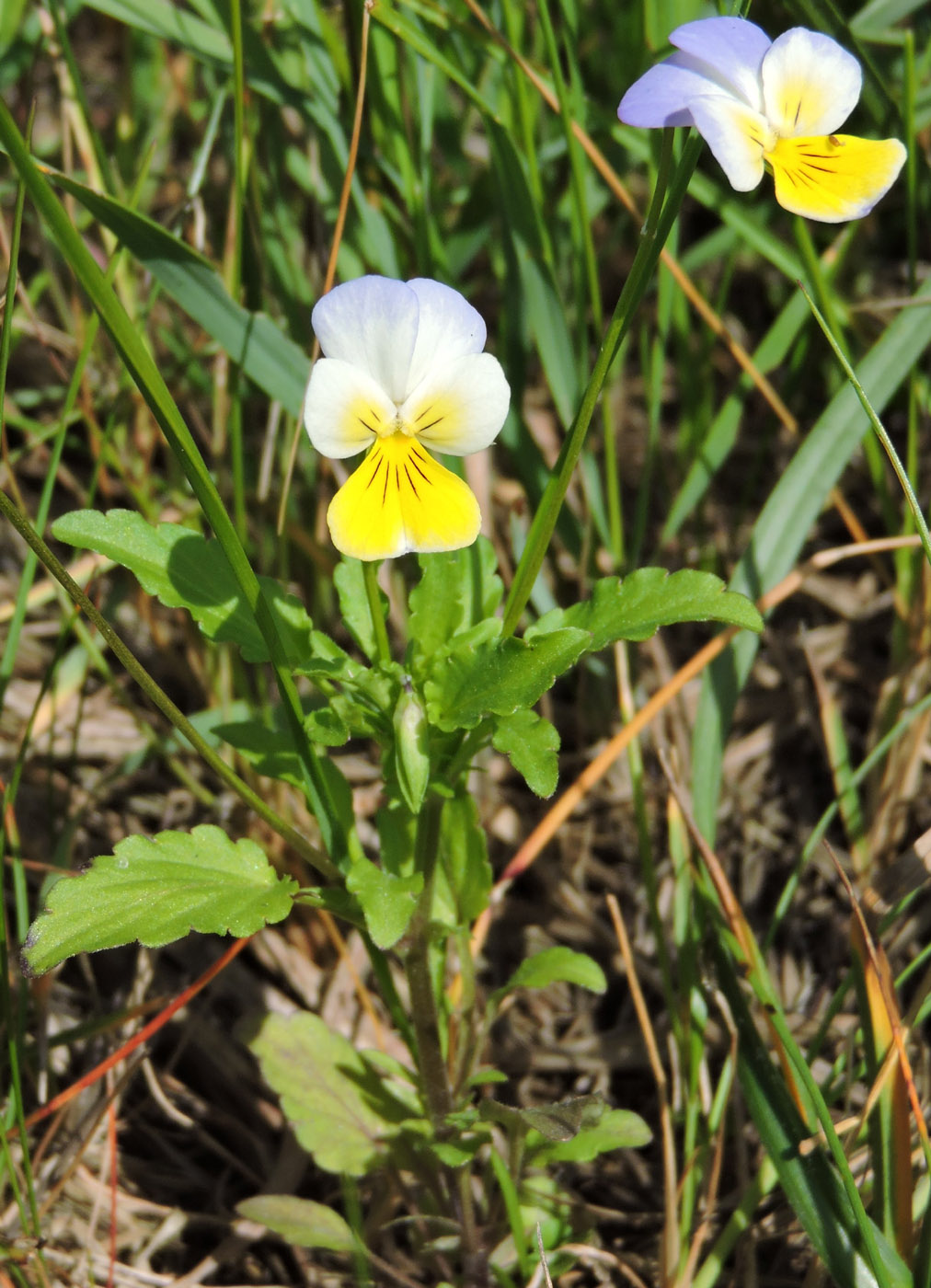 Image of Viola &times; contempta specimen.