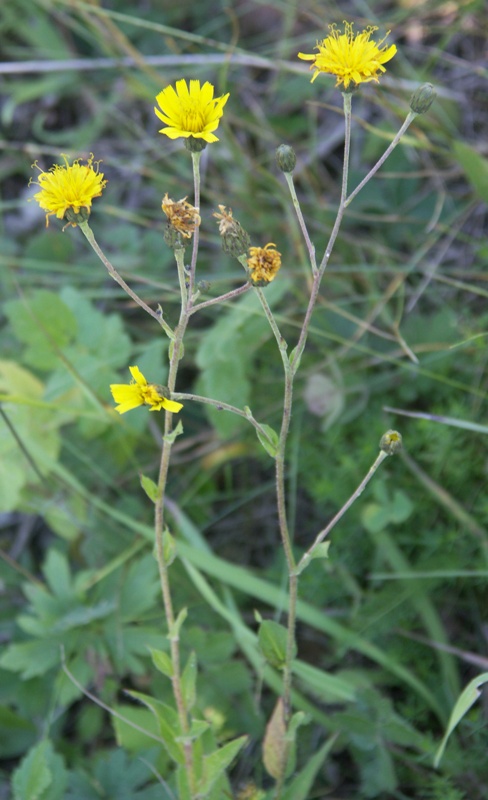 Изображение особи Hieracium sabaudum.