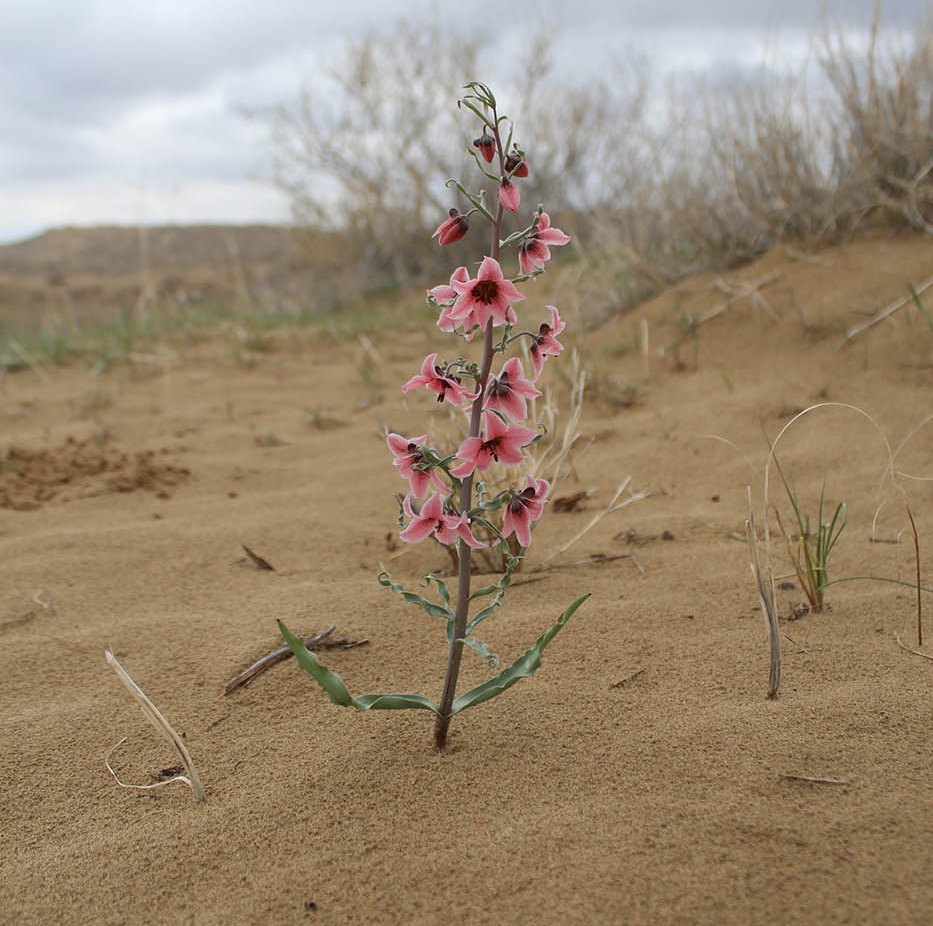 Изображение особи Rhinopetalum karelinii.