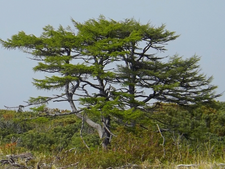 Image of Larix kamtschatica specimen.