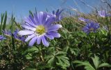 Anemone banketovii