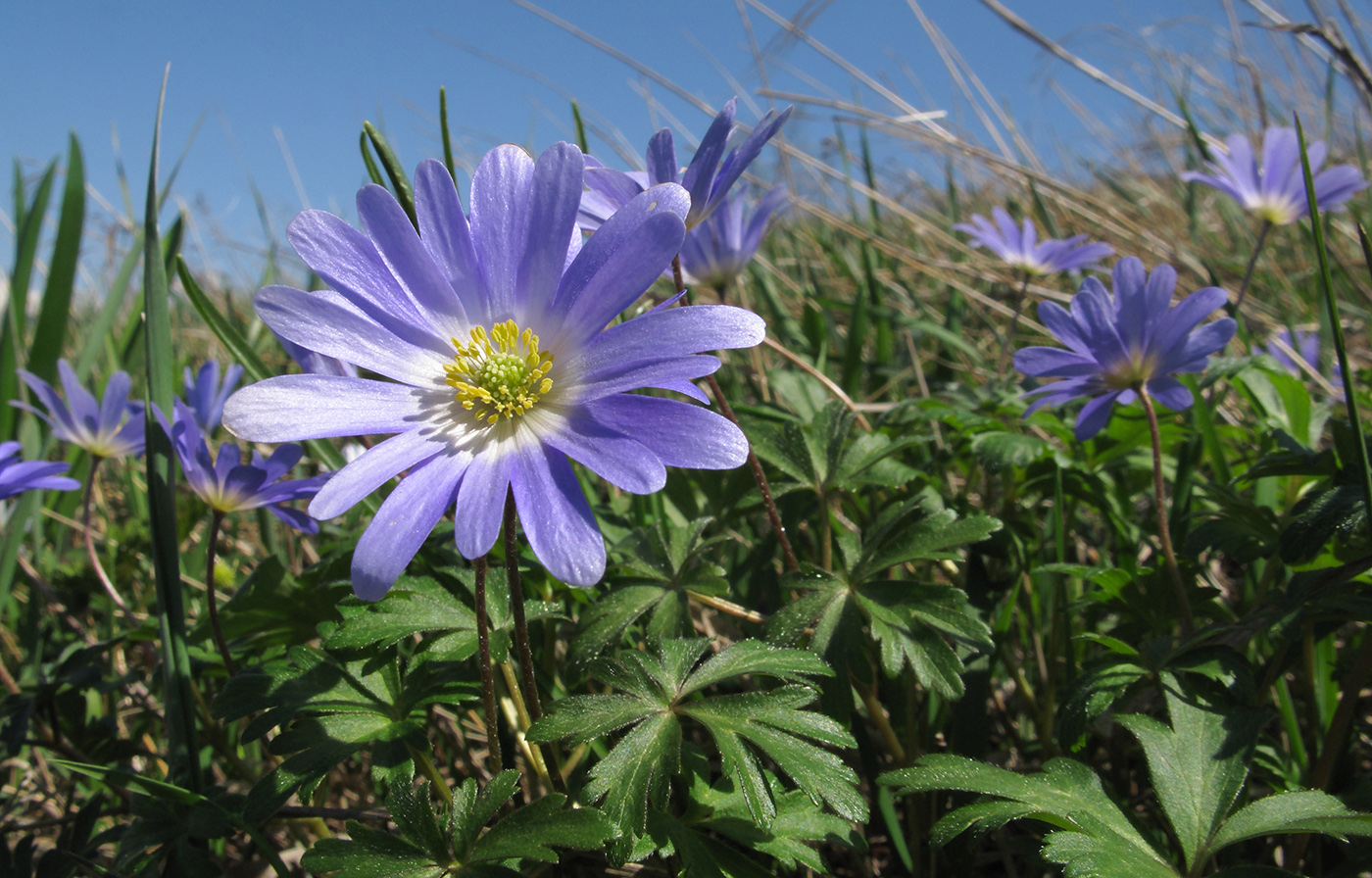 Изображение особи Anemone banketovii.