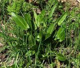 Rumex acetosa. Молодое растение. Московская обл., Раменский р-н, окр. ж.-д. платформы Хрипань, смешанный лес у ЛЭП. 12.05.2017.