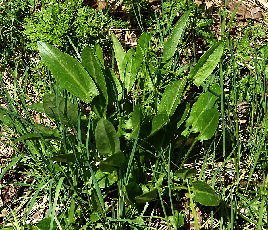 Изображение особи Rumex acetosa.