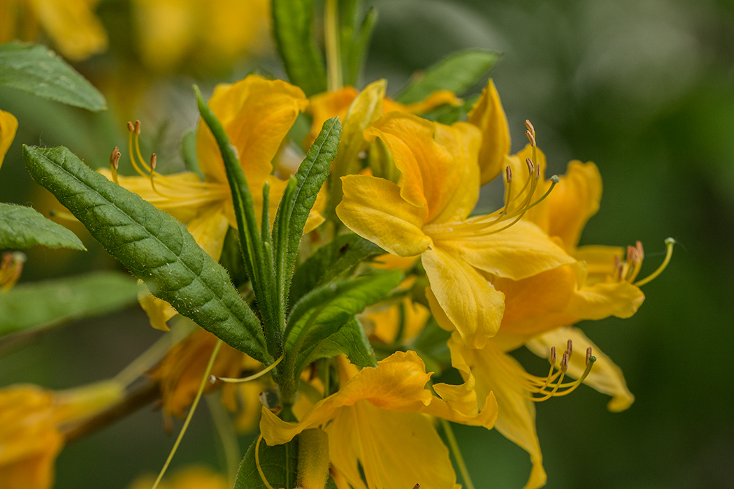 Image of Rhododendron luteum specimen.