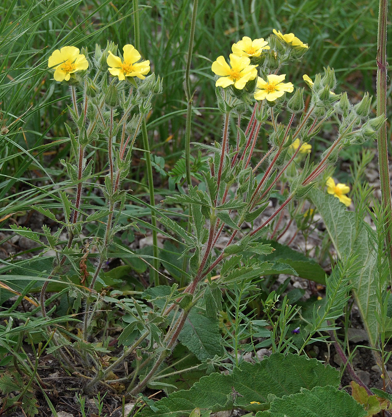 Image of Potentilla recta ssp. pilosa specimen.