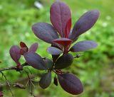 Berberis vulgaris f. atropurpurea