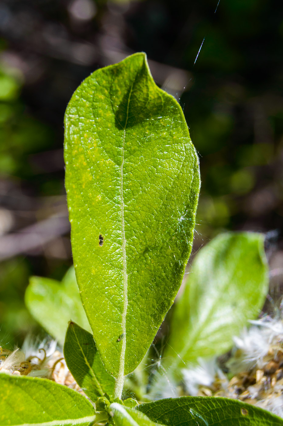 Image of Salix cinerea specimen.
