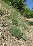 Dianthus humilis. Зацветающие растения. Крым, окр. Алушты, окраина с. Виноградное, откос грунтовой дороги в дубовом лесу. 4 июня 2017 г.