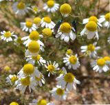 Matricaria recutita