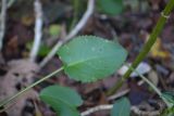 Macropodium pterospermum