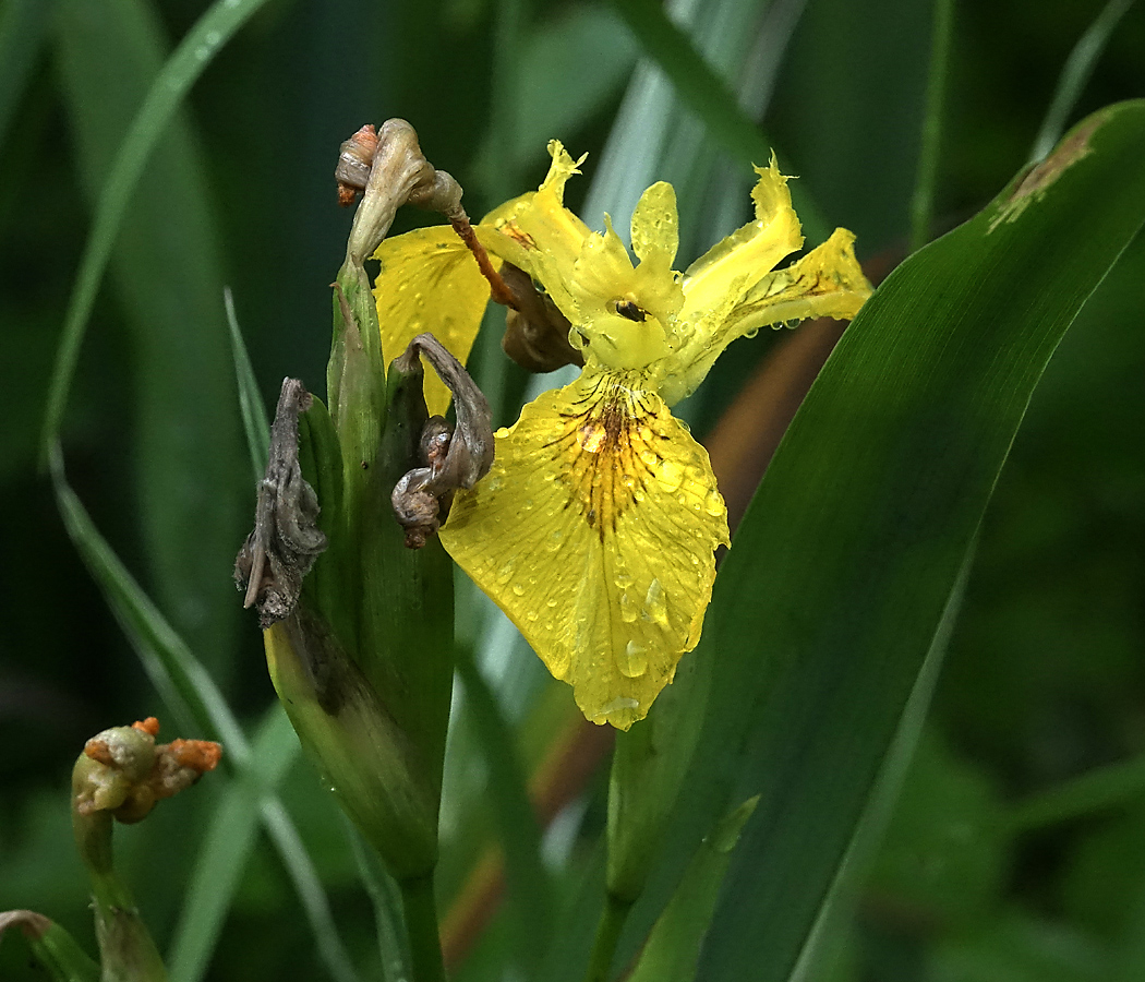 Изображение особи Iris pseudacorus.