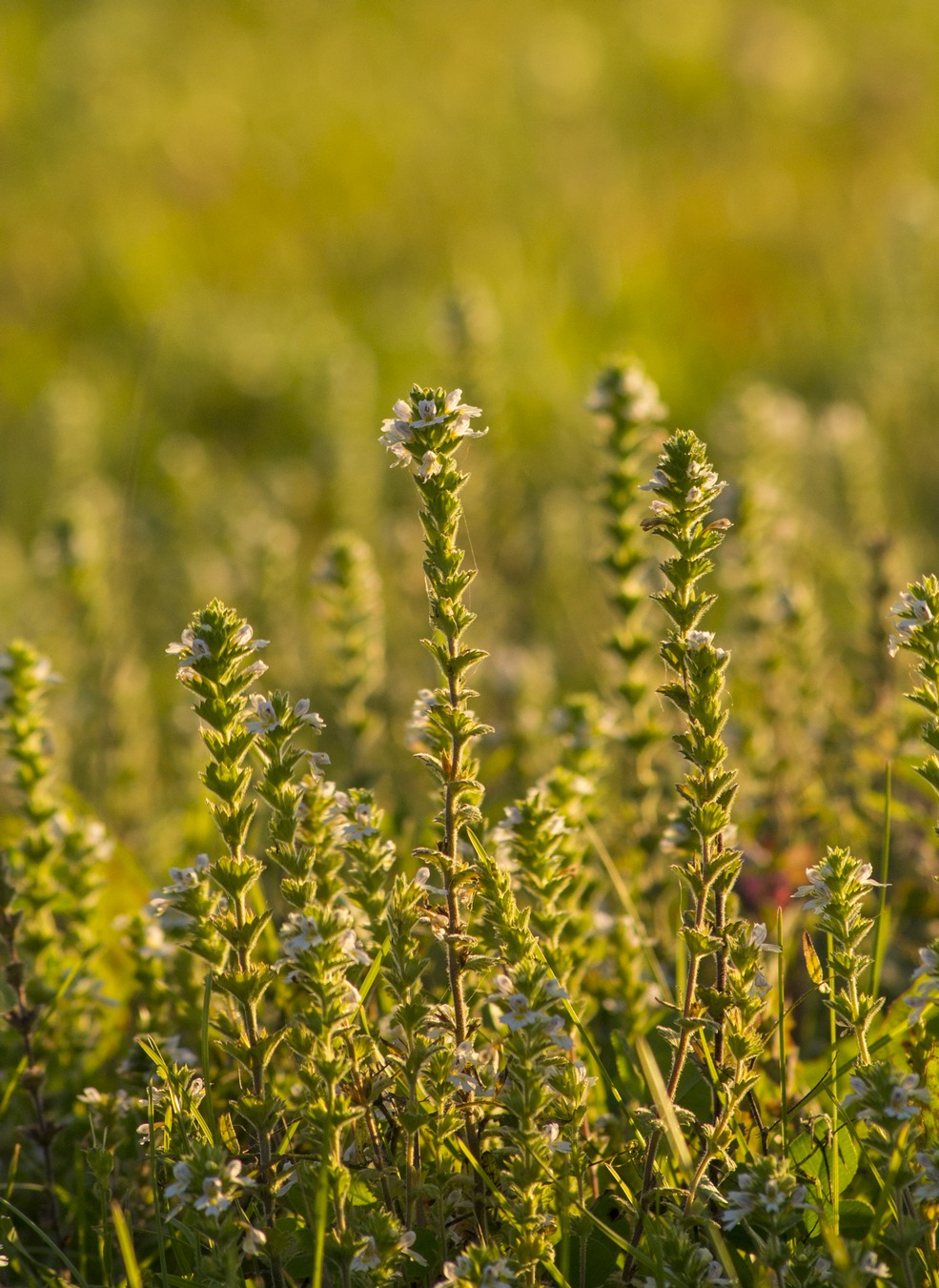 Изображение особи Euphrasia stricta.