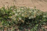 Anthemis ruthenica. Цветущие растения. Краснодарский край, Темрюкский р-н, окр. пос. Приазовский, песчаная дорога. 07.07.2017.