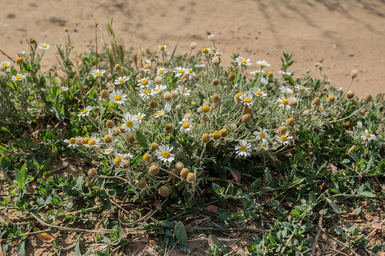 Image of Anthemis ruthenica specimen.