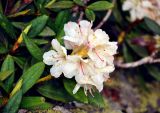 Rhododendron caucasicum