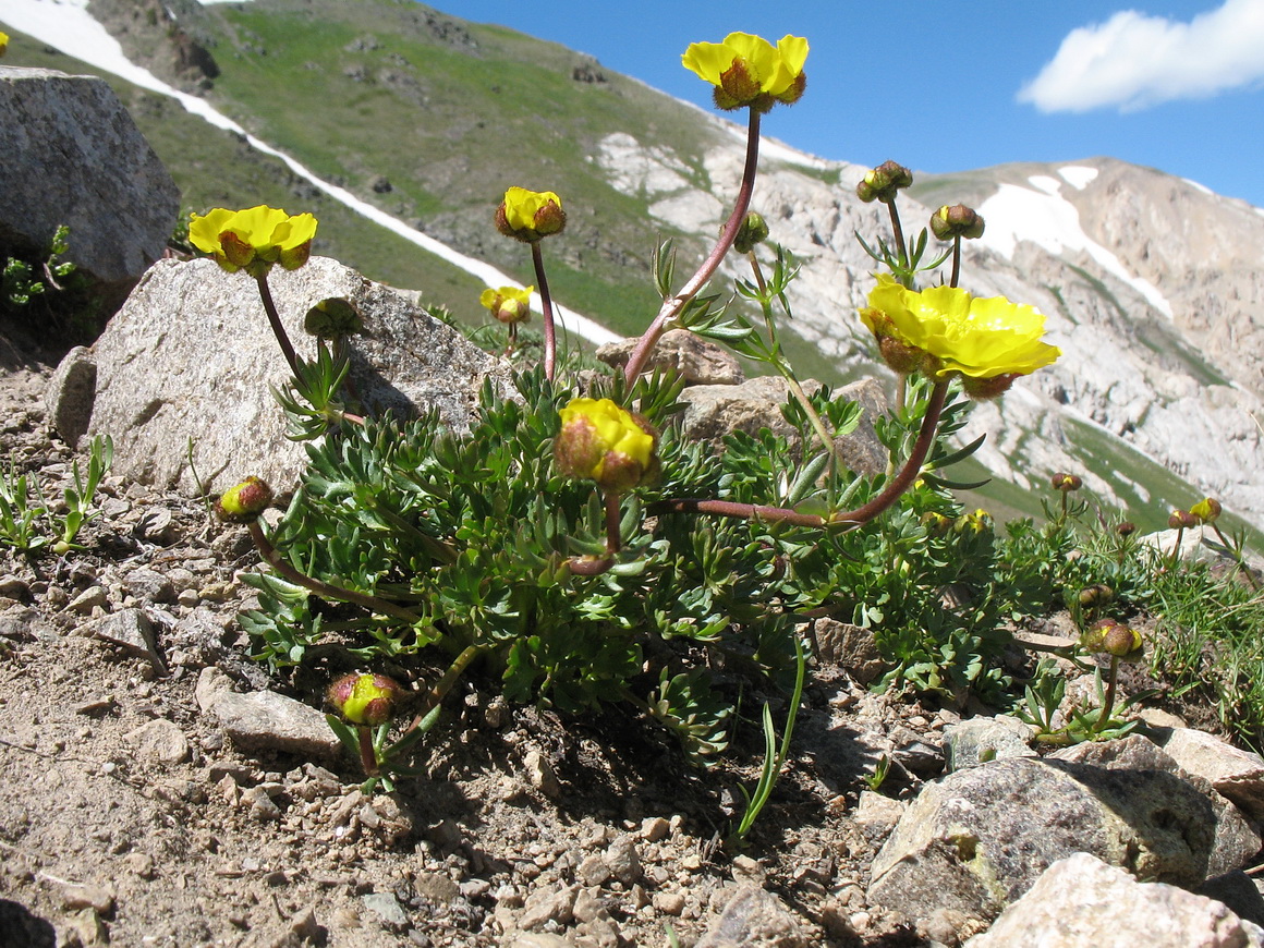 Image of Ranunculus rufosepalus specimen.