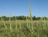 Verbascum densiflorum