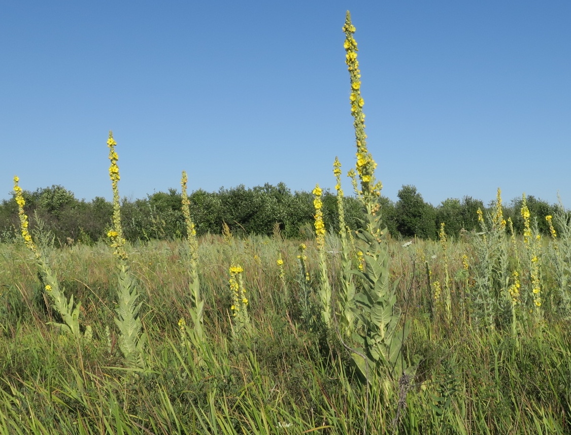 Изображение особи Verbascum densiflorum.