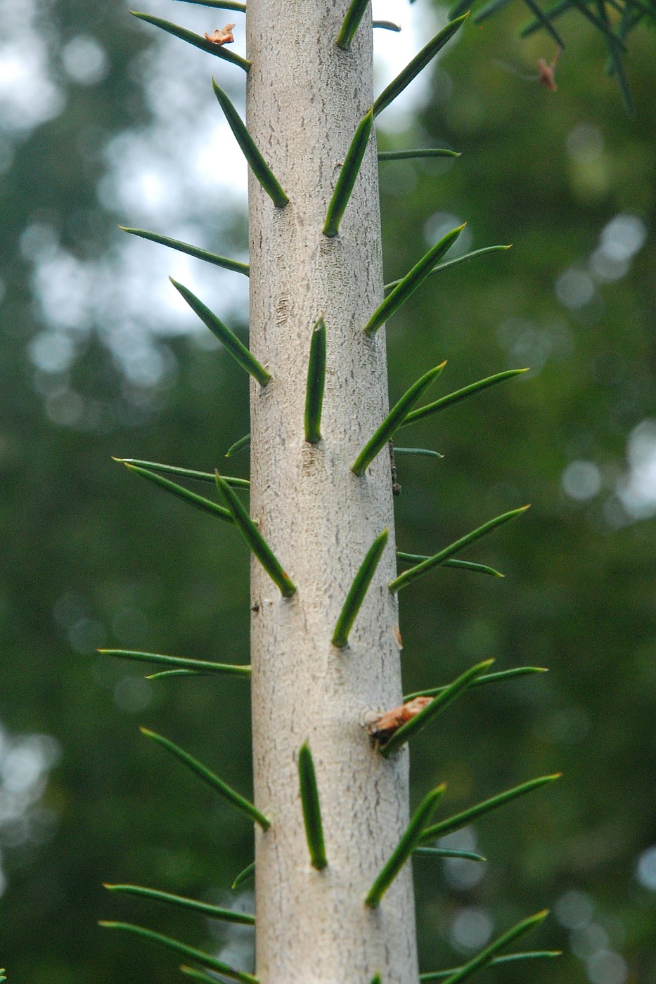 Image of Abies alba specimen.