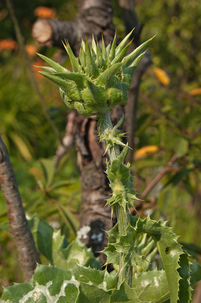 Image of Silybum marianum specimen.