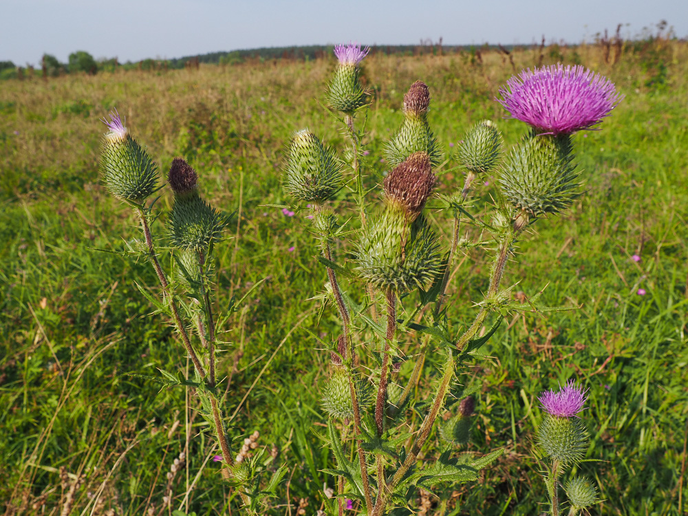 Изображение особи Cirsium vulgare.