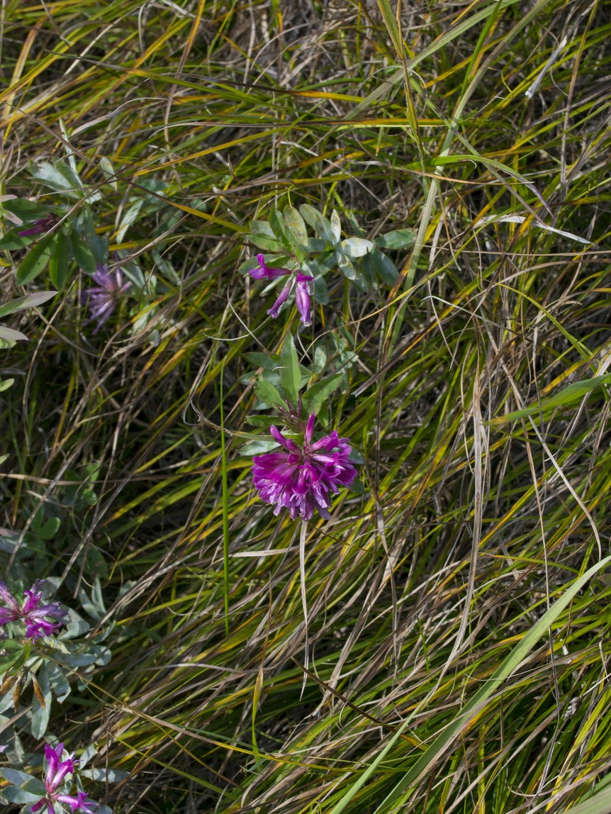 Image of Trifolium lupinaster specimen.