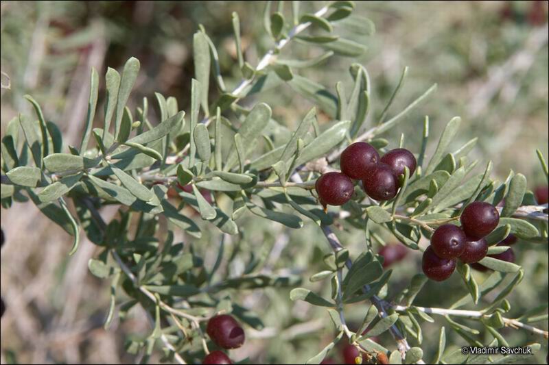 Image of Nitraria schoberi specimen.