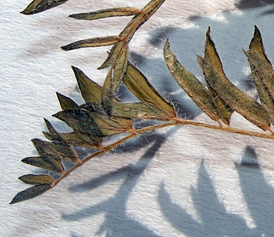 Image of Astragalus propinquus specimen.
