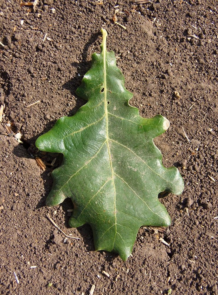 Image of genus Quercus specimen.