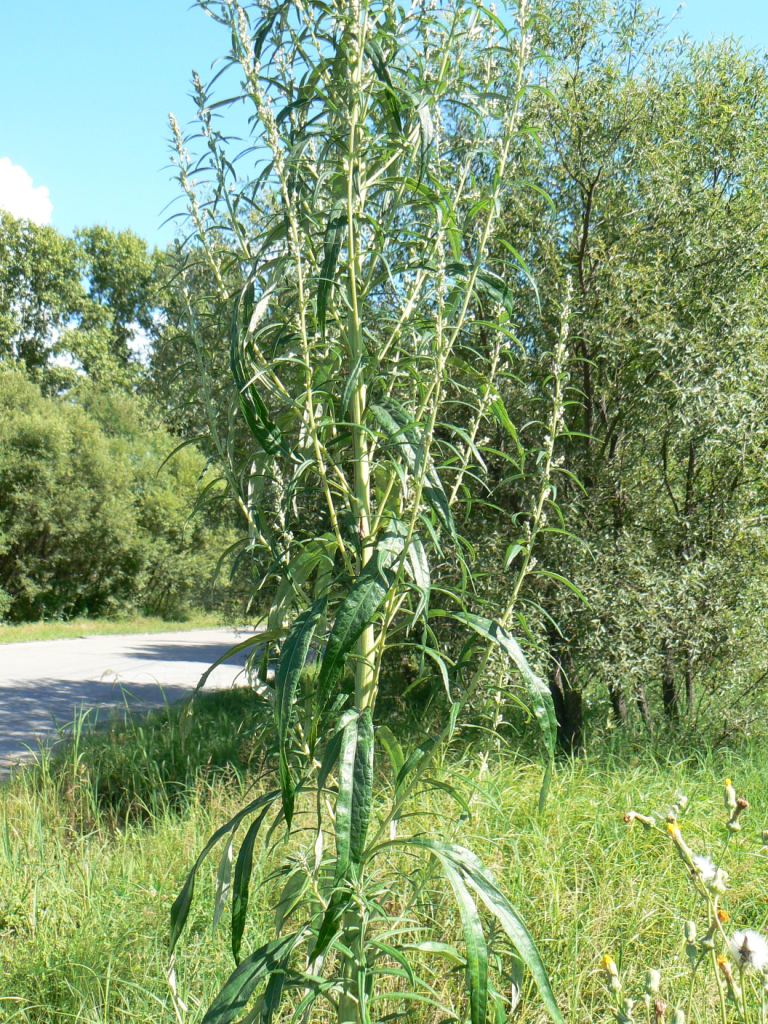 Image of Artemisia umbrosa specimen.