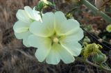 Alcea rugosa