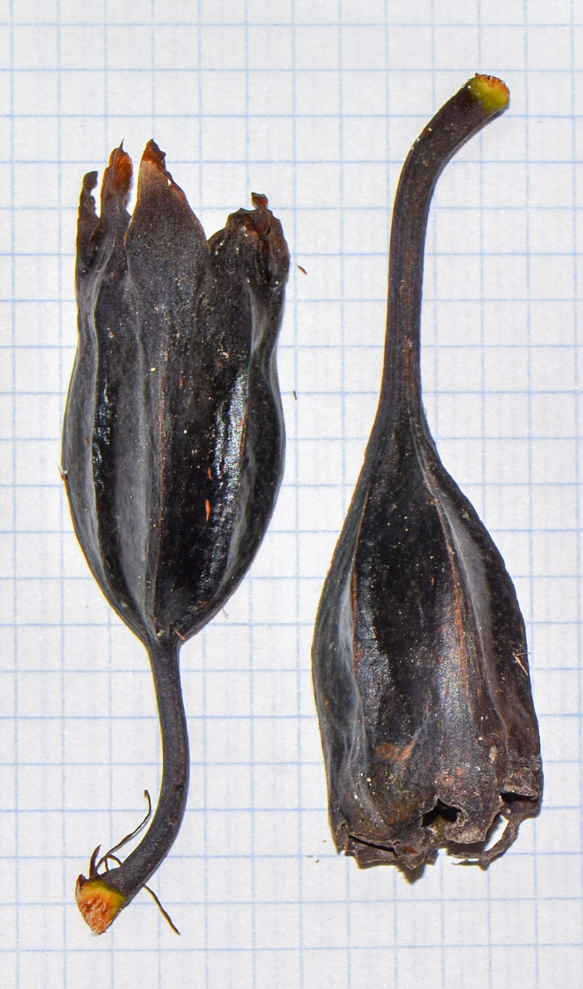 Image of Tacca chantrieri specimen.
