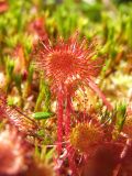 Drosera rotundifolia. Лист. Магаданская обл., Ольский р-н, окр. оз. Глухое, заболоченный участок. 31.07.2017.