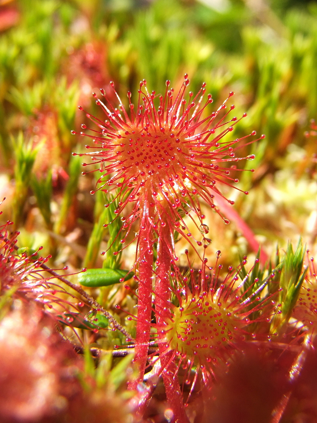 Изображение особи Drosera rotundifolia.