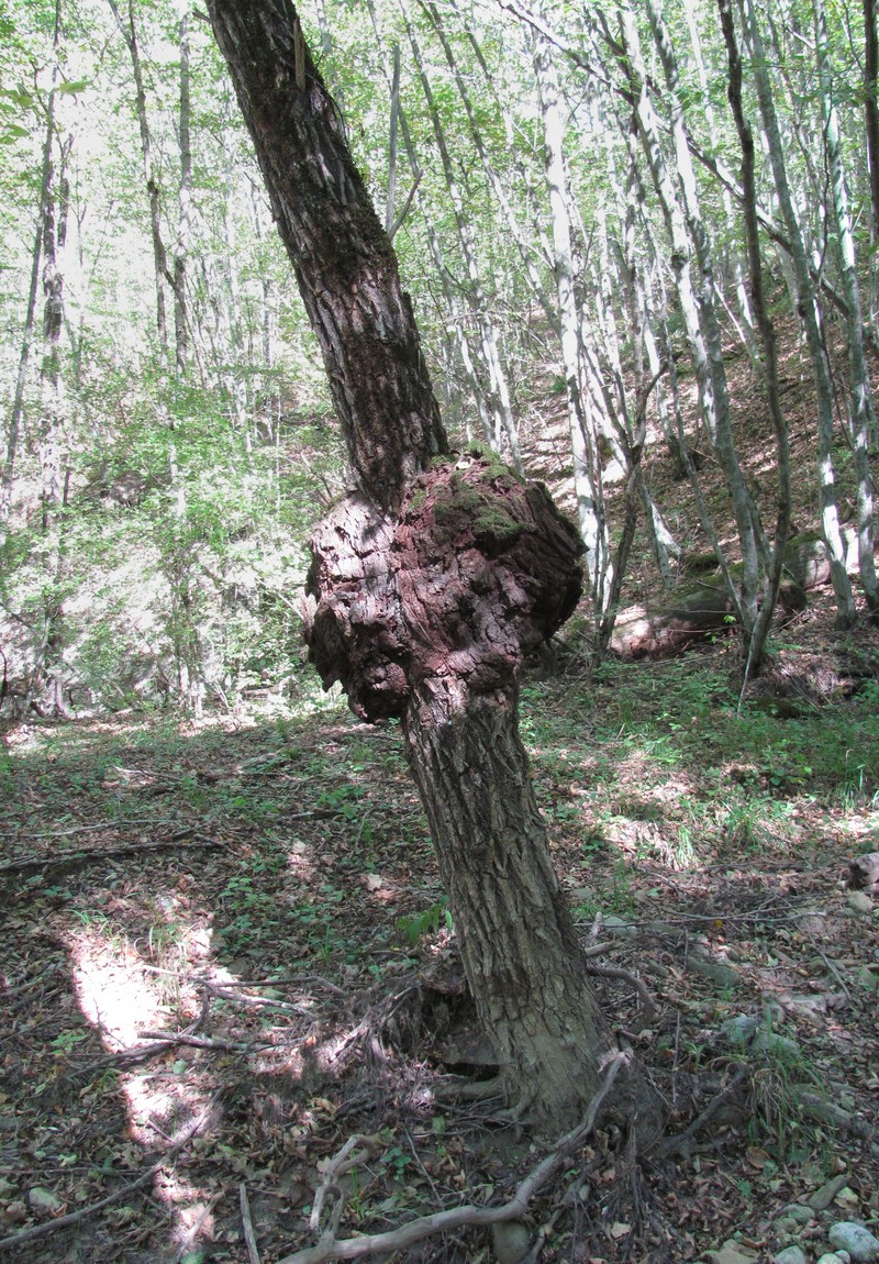 Image of Salix alba specimen.